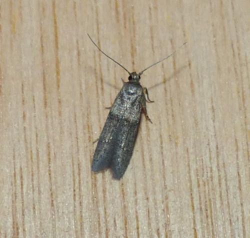 Blastobasis sp.